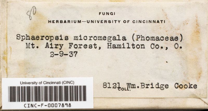 Sphaeropsis micromegala image