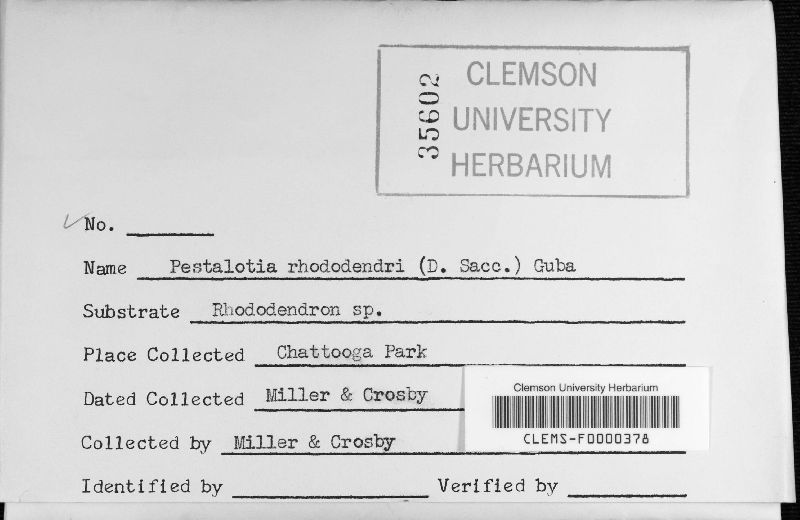 Pestalotia rhododendri image