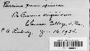 Tranzschelia pruni-spinosae image