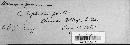 Uromyces proëminens image
