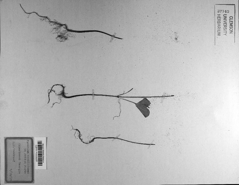 Gibberella fujikuroi var. fujikuroi image