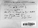 Phellinus gilvus image