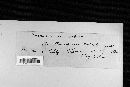 Puccinia calcitrapae image