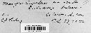 Uromyces lespedezae-procumbentis image
