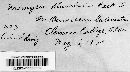 Uromyces plumbarius image