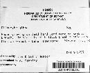 Clitocybe gibba image
