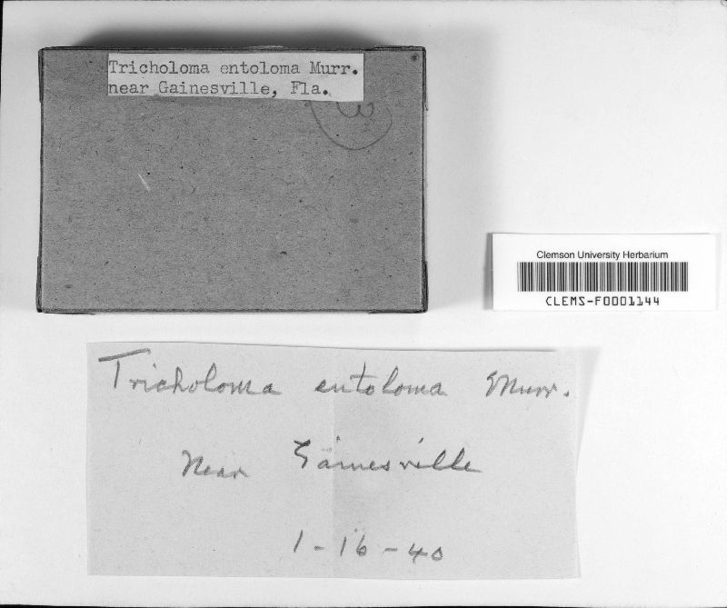 Tricholoma entoloma image