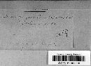 Sclerospora graminicola image