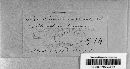 Aecidium oenotherae image