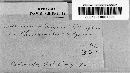 Puccinia phragmitis image