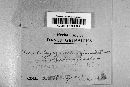 Pseudopeziza medicaginis image