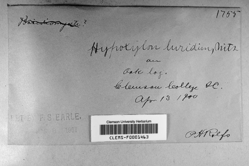 Hypoxylon luridum image
