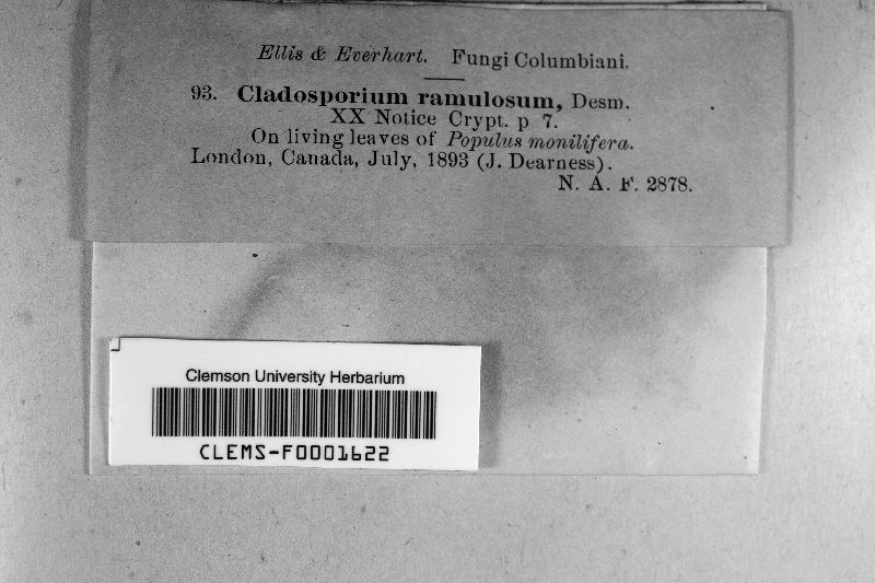 Cladosporium ramulosum image