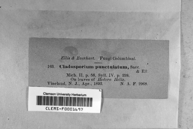 Cladosporium punctatum image