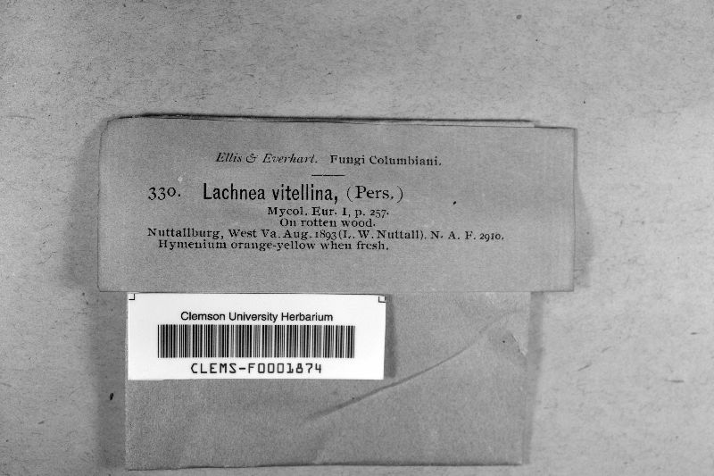 Cheilymenia vitellina image