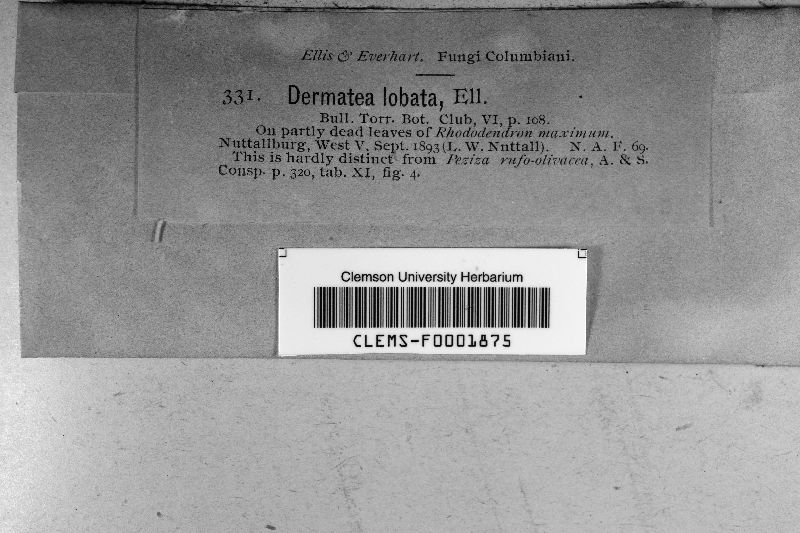 Dermatea lobata image