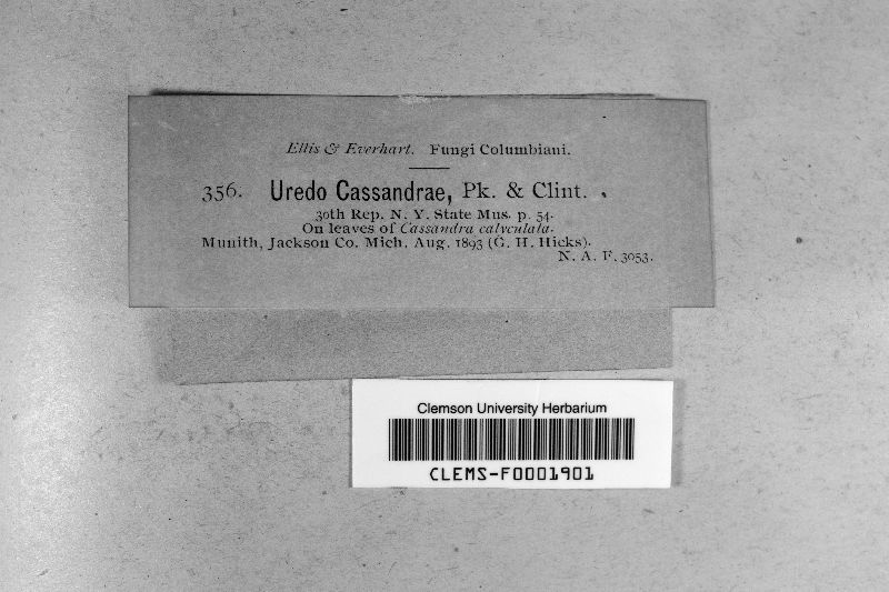 Uredo cassandrae image