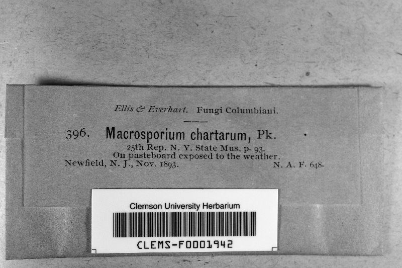 Macrosporium chartarum image
