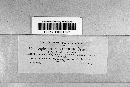 Leptosphaeria typharum image