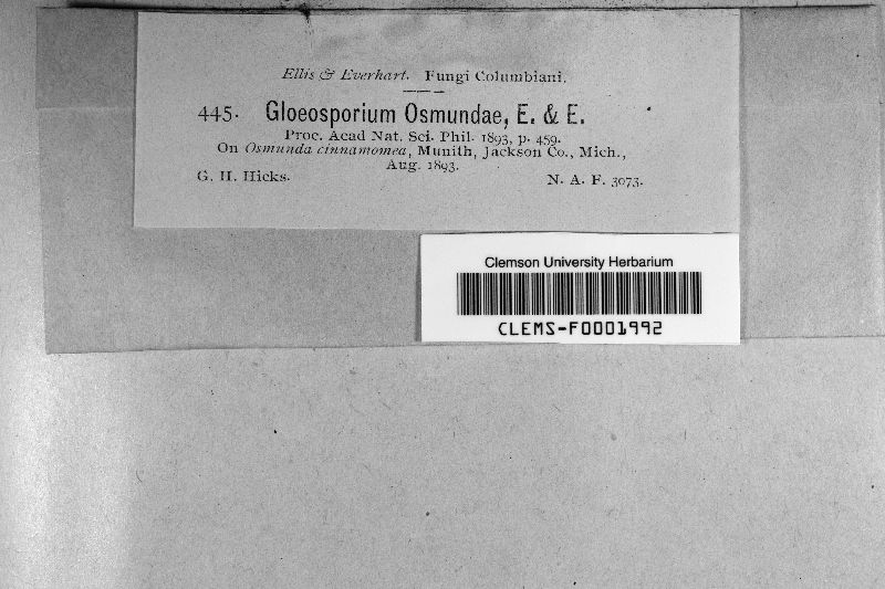 Gloeosporium osmundae image