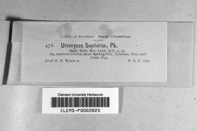 Uromyces sophorae image