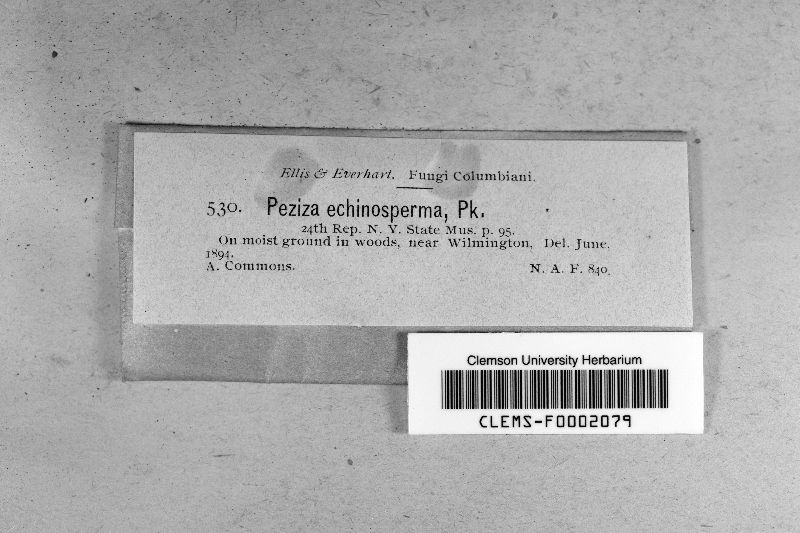 Peziza echinosperma image