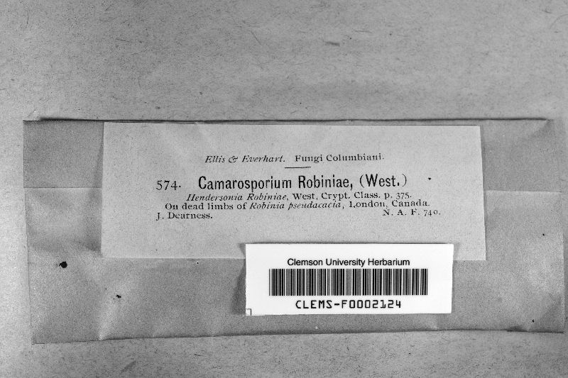 Camarosporium robiniae image