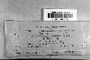 Trimmatostroma americana image