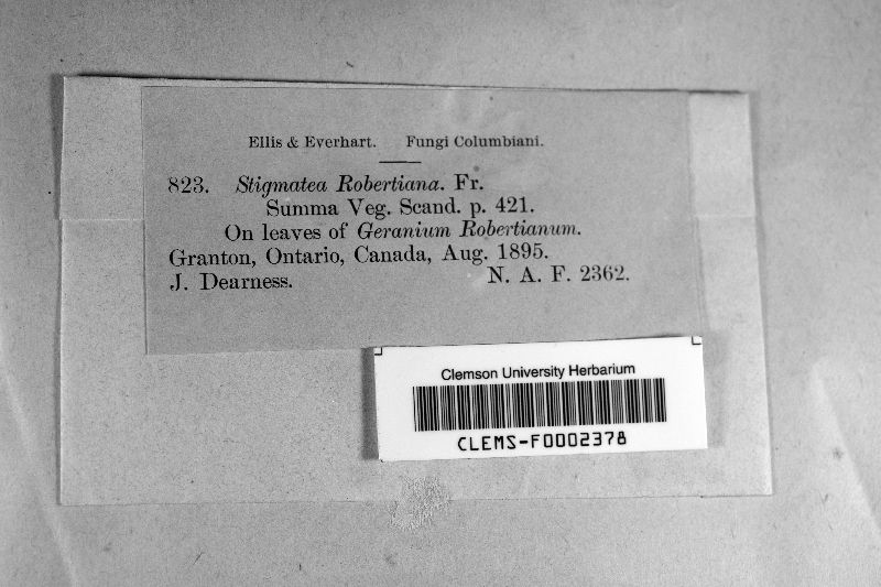 Coleroa robertiani image