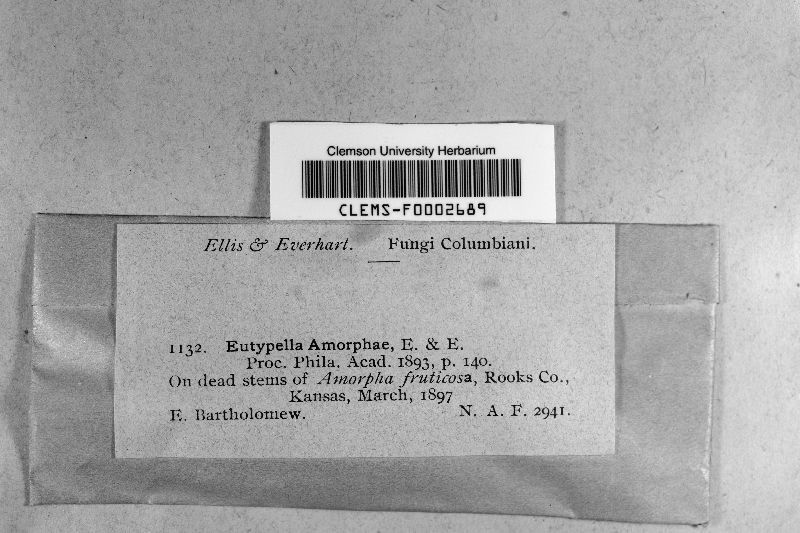 Eutypella amorphae image