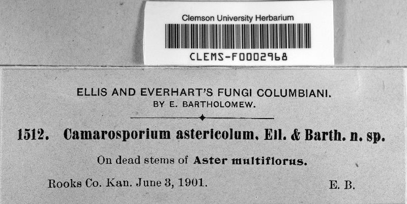 Camarosporium asterinum image