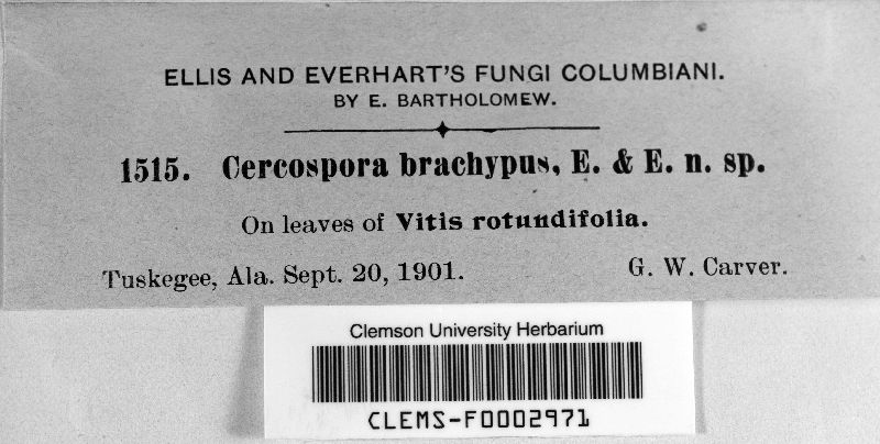 Cercospora brachypus image