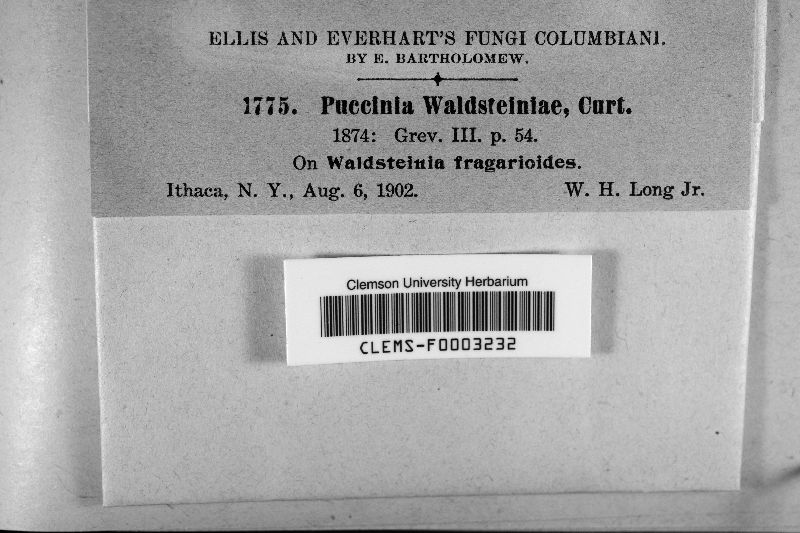 Puccinia waldsteiniae image
