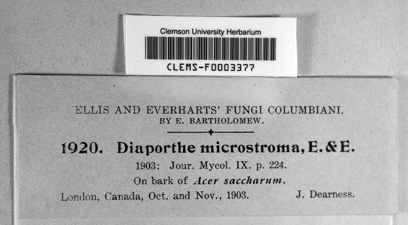 Diaporthe microstroma image