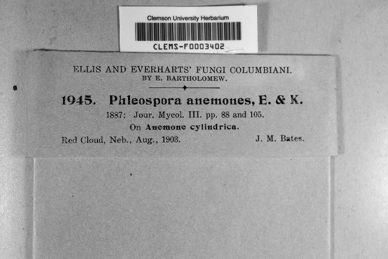 Phloeospora anemones image