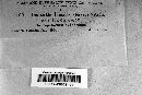 Diaporthe linearis image
