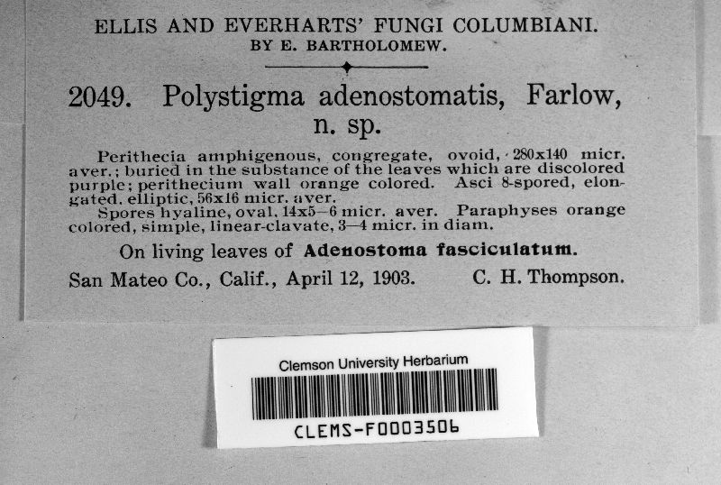 Polystigma adenostomatis image