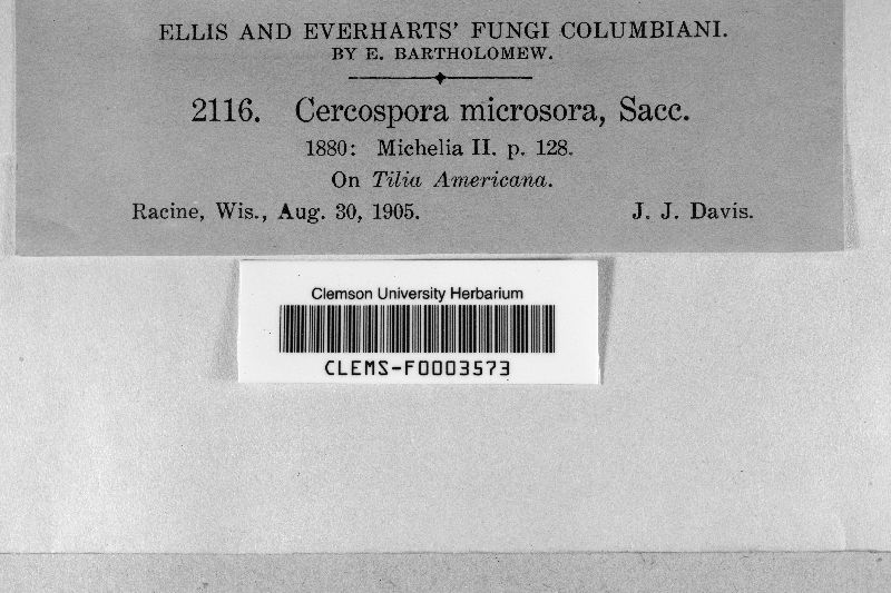 Mycosphaerella millegrana image