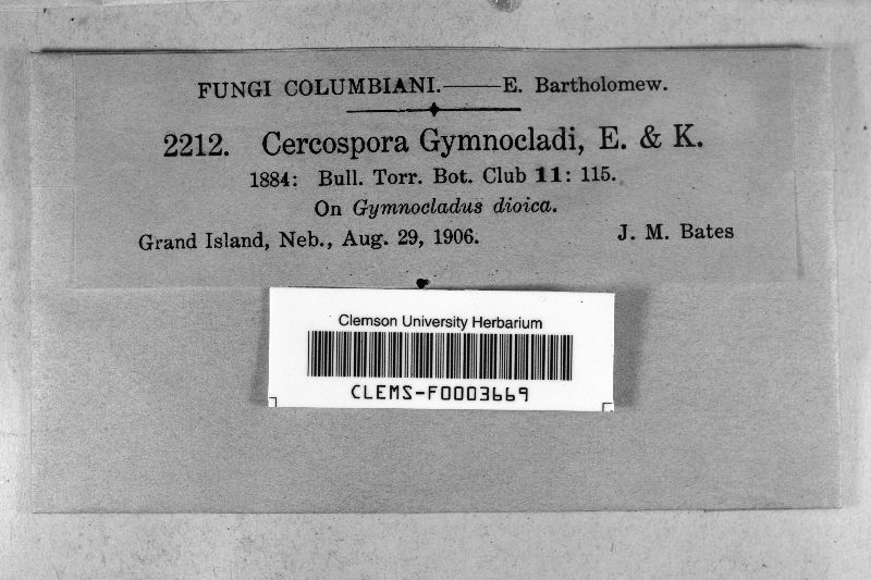 Cercospora gymnocladi image