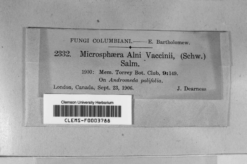 Microsphaera alni var. vaccinii image