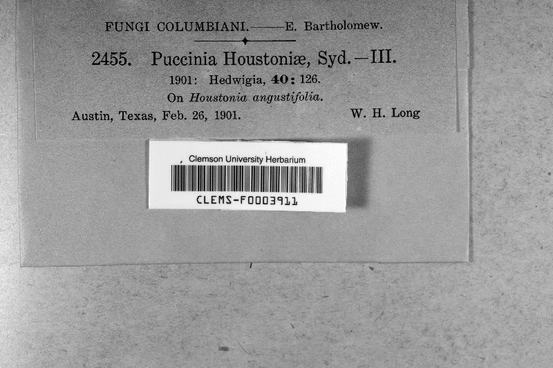 Puccinia houstoniae image