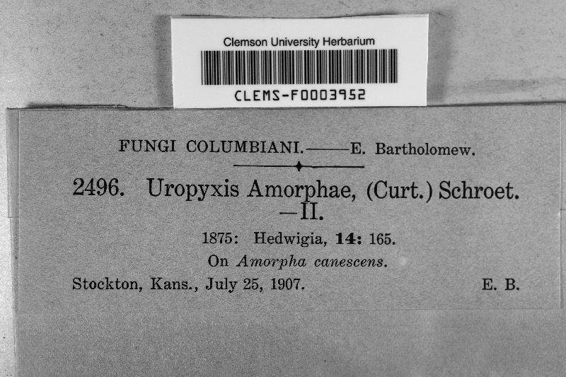 Uropyxis amorphae image