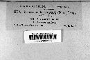 Neoravenelia holwayi image