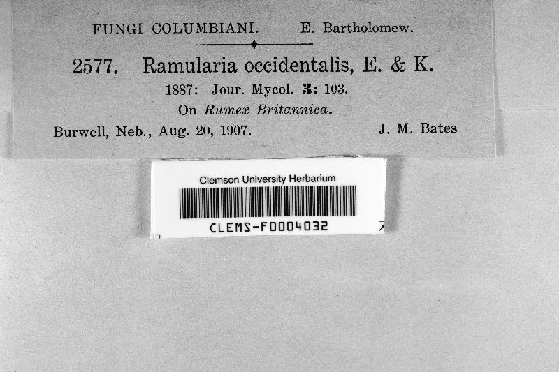 Ramularia occidentalis image