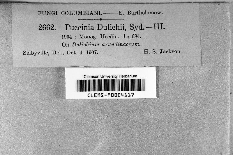 Puccinia dulichii image