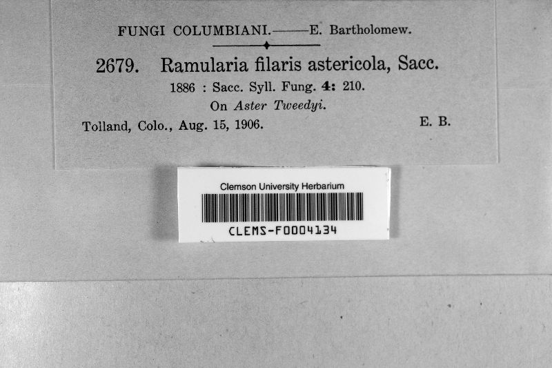 Ramularia filaris image