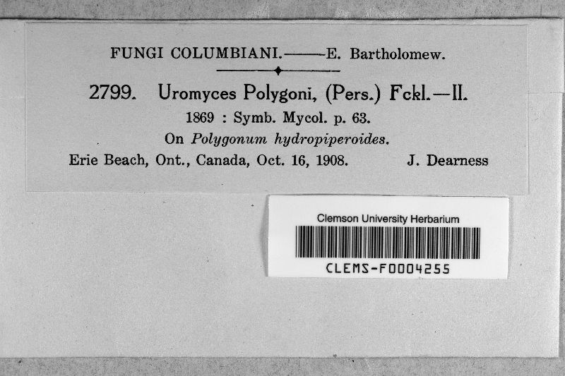 Uromyces polygoni-avicularis image