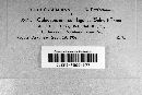 Coleosporium asterum image