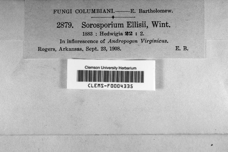 Sorosporium ellisii image