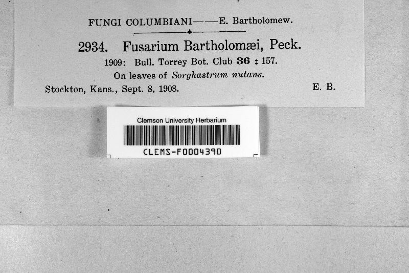 Fusarium bartholomaei image